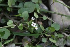 Arcyosperma primulifolium